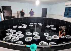 Bầy tôm bố mẹ SIS tiêu chuẩn đã về đến Công ty ngày 8/9/2025 để phục vụ Quý khách hàng vào mùa nuôi tôm thời tiết khó khăn.