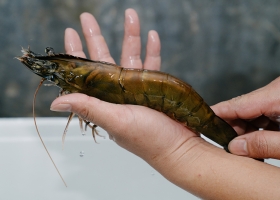 LẤY MẪU CHO KHÁCH CHỌN