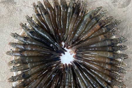 Tôm thẻ chân trắng