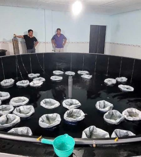 Bầy tôm bố mẹ SIS tiêu chuẩn đã về đến Công ty ngày 8/9/2025 để phục vụ Quý khách hàng vào mùa nuôi tôm thời tiết khó khăn.