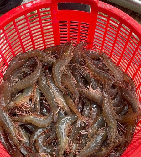 Chú Nông Dân - Trà Vinh