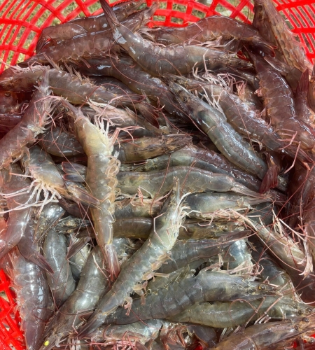 Chú Nông Dân - Trà Vinh