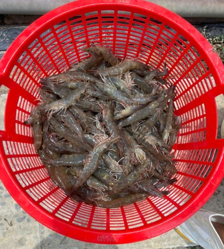 Chú Nông Dân - Trà Vinh