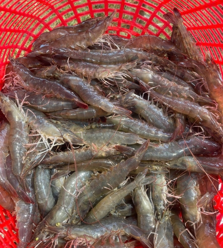 Chú Nông Dân - Trà Vinh