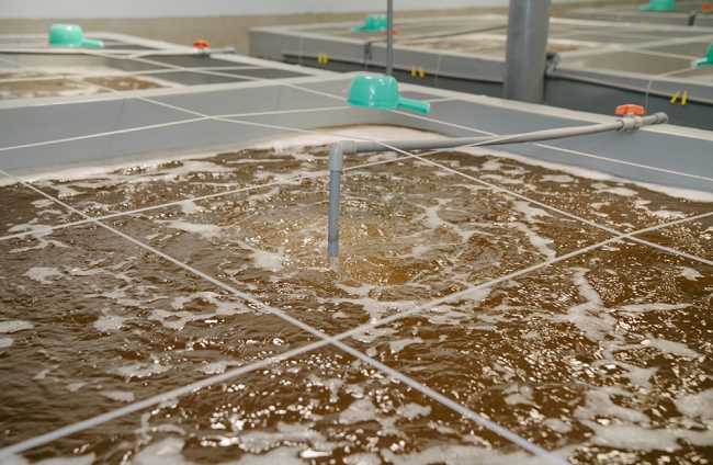 KHU TRẠI TÔM GIỐNG - KHU 3